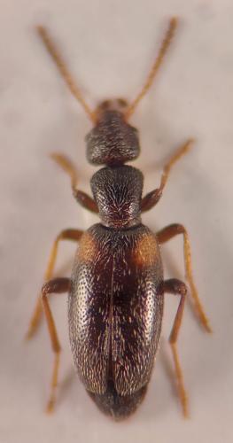 Anthicus fenestratus