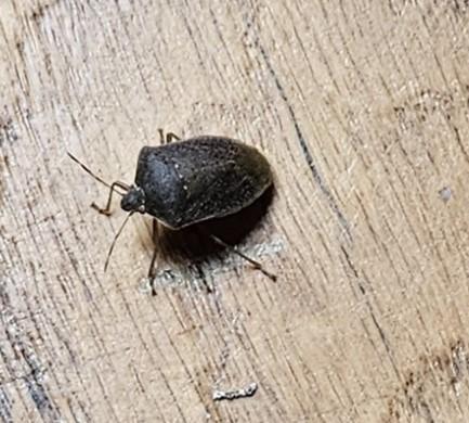 Nezara viridula