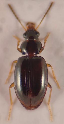 Réf. 349 339 : Tachys hoemorrhoidalis