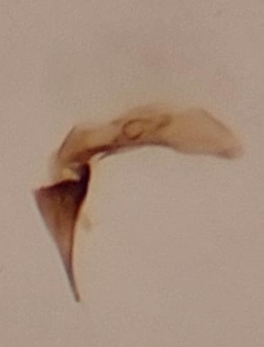 Réf. 349 340 : Tachys hoemorrhoidalis