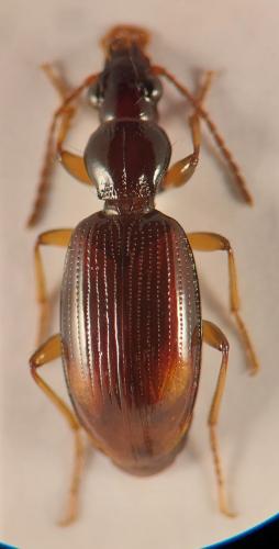 Réf. 349 335 : Sinechostictus dahlii
