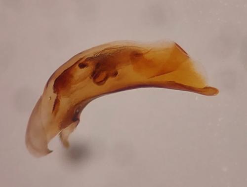 Réf. 349 336 : Sinechostictus dahlii