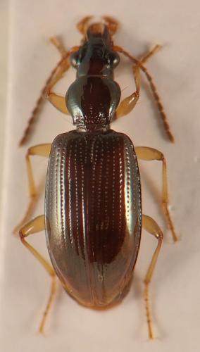 Réf. 349 337 : Sinechostictus sp.