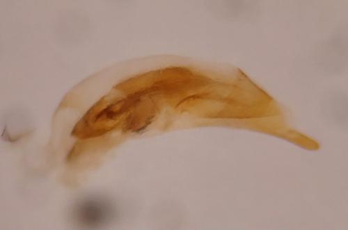 Réf. 349 338 : Sinechostictus sp.