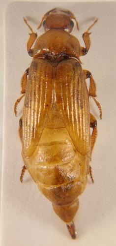 Réf. 349 472 : Cebrio sp.