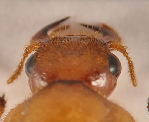 Réf. 349 473 : Cebrio sp.