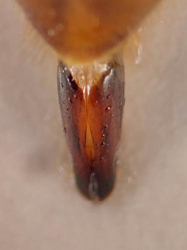 Cebrio sp.