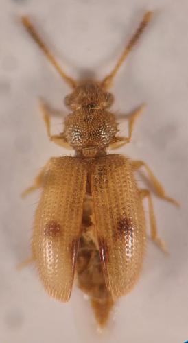 Psammoecus trimaculatus