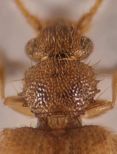 Psammoecus trimaculatus