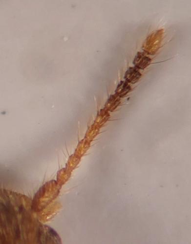 Psammoecus trimaculatus