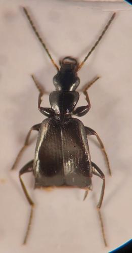 Réf. 349 382 : Microlestes corticalis