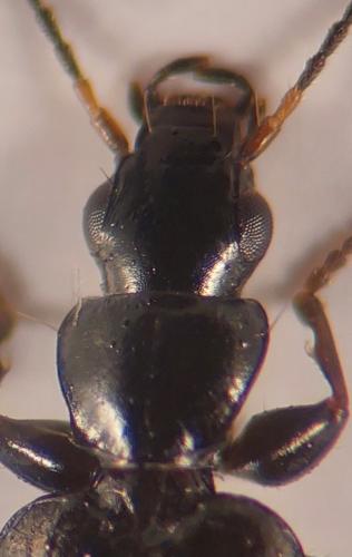 Réf. 349 383 : Microlestes corticalis