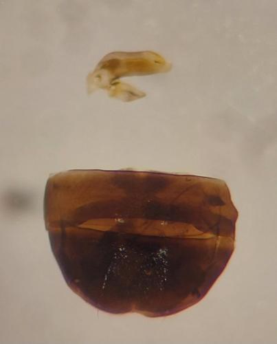 Réf. 349 384 : Microlestes corticalis