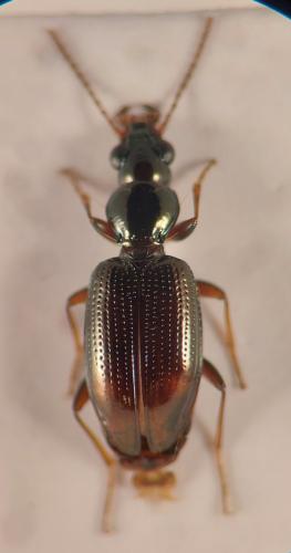 Réf. 349 402 : Bembidion normannum