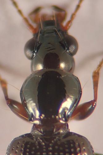 Bembidion normannum