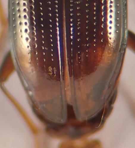 Bembidion normannum