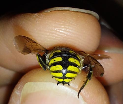 Réf. 349 440 : Anthidium manicatum