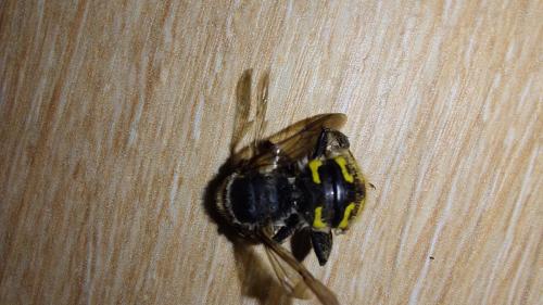 Anthidium manicatum
