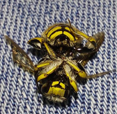 Réf. 349 441 : Anthidium manicatum