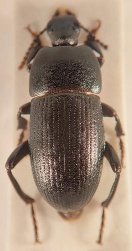 Pedinus sp.
