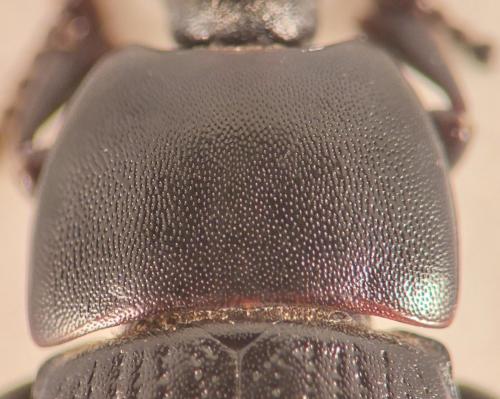 Pedinus sp.