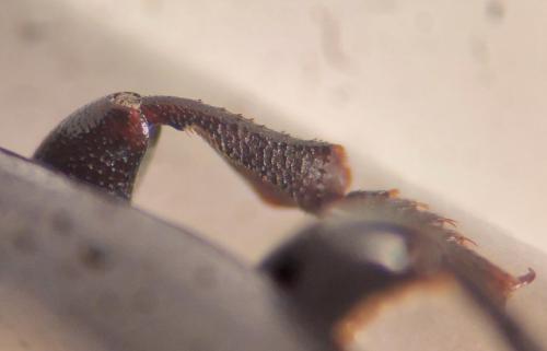 Pedinus sp.