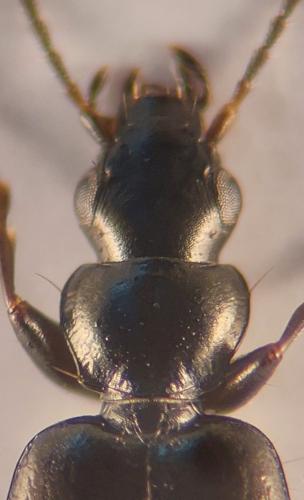 Réf. 349 597 : Microlestes corticalis