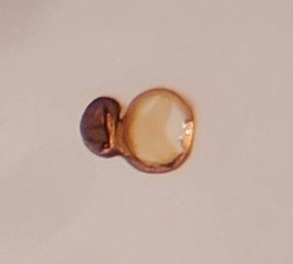 Réf. 349 599 : Microlestes corticalis