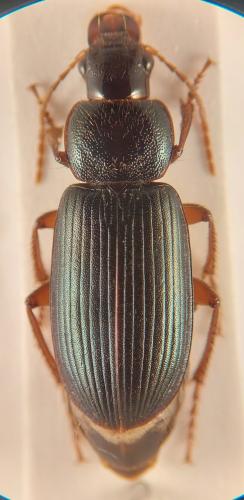 Réf. 349 591 : Ophonus diffinis