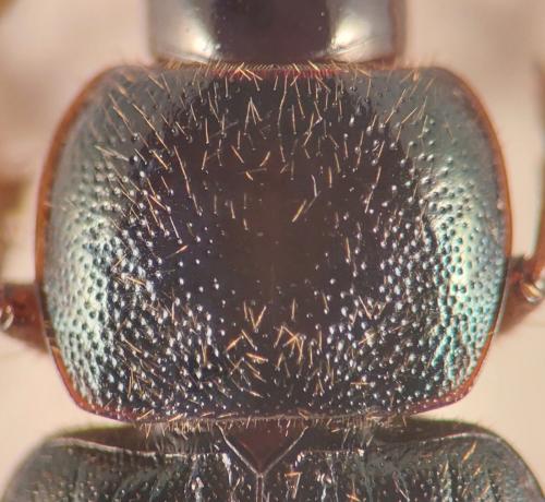 Réf. 349 592 : Ophonus diffinis