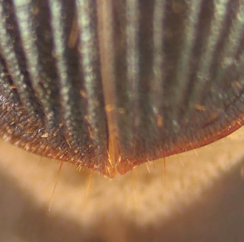 Réf. 349 593 : Ophonus diffinis