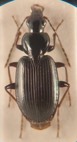 Réf. 349 623 : Agonum nigrum