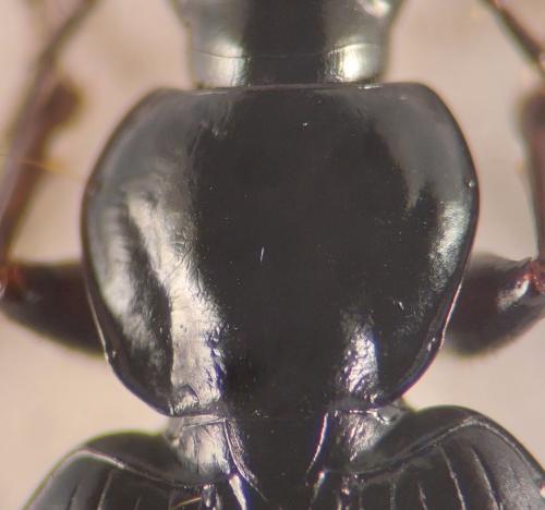 Réf. 349 624 : Agonum nigrum
