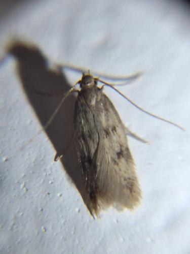 Réf. 349 629 : Borkhausenia nefrax