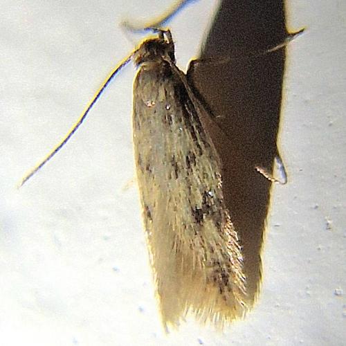 Réf. 349 630 : Borkhausenia nefrax