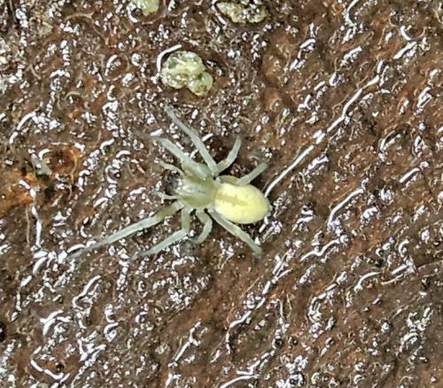 Réf. 349 744 : Cheiracanthium sp.