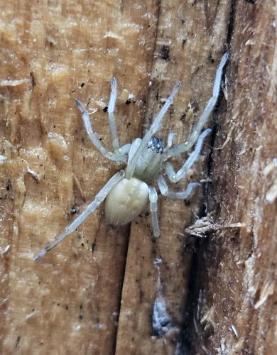 Réf. 349 745 : Cheiracanthium sp.