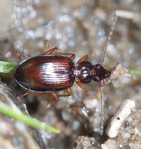 Sinechostictus doderoi