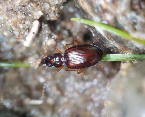 Sinechostictus doderoi