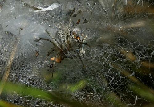 Agelena labyrinthica