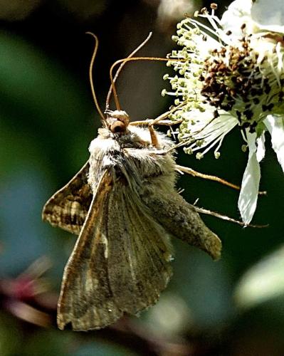 Autographa gamma