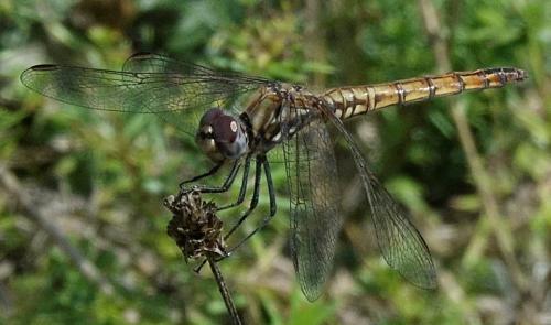 Réf. 349 645 : Trithemis annulata