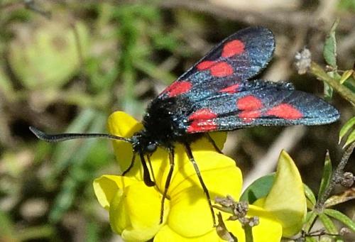 Réf. 349 173 : Zygaena trifolii