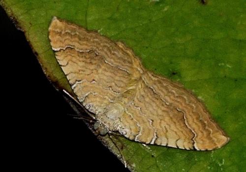 Réf. 349 175 : Camptogramma bilineata