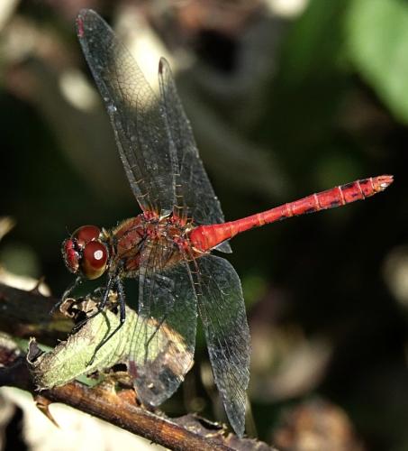 Réf. 349 312 : Sympetrum sanguineum