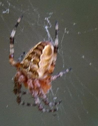 Araneus diadematus