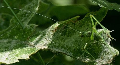 Réf. 349 389 : Phaneroptera sp.