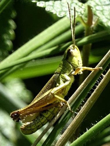 Réf. 349 387 : Pseudochorthippus parallelus