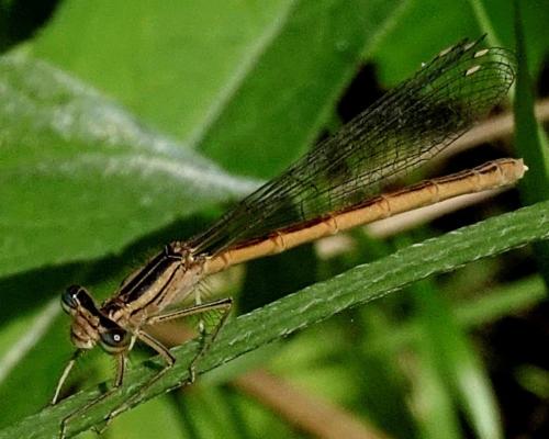 Réf. 349 601 : Platycnemis acutipennis