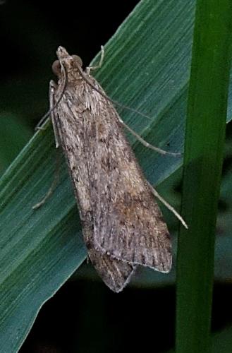 Nomophila noctuella